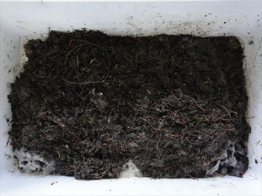 KAGUYA菌で堆肥化した脱水後の塵芥