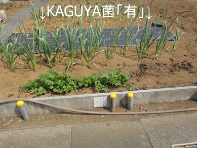 KAGUYA菌「有」のニンニク