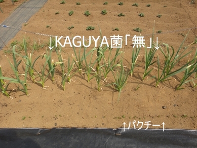 KAGUYAہuṽjjN