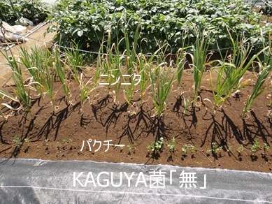 KAGUYAہuṽjjNƃpN`[