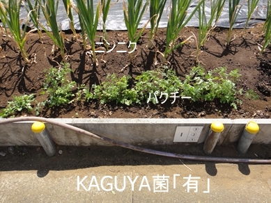 KAGUYA菌「有」のニンニクとパクチー