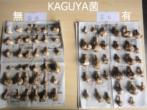 KAGUYA菌「有」は重さが1.5倍