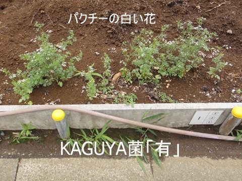 KAGUYA菌「有」のパクチーの花