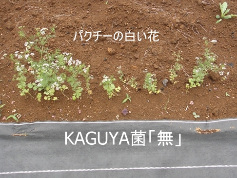KAGUYA菌「無」のパクチーの花