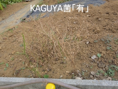 KAGUYA菌「有」でパクチーの花が咲いた後に種