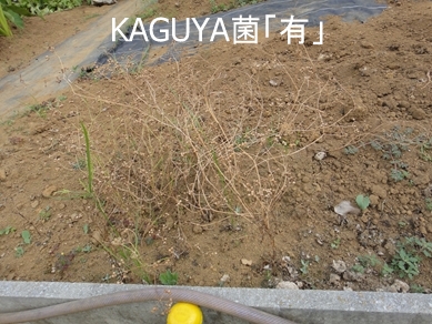 KAGUYAہuLvŃpN`[̉Ԃ炢Ɏ