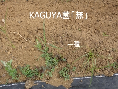 KAGUYAہuvŃpN`[̉Ԃ炢Ɏ