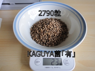 KAGUYA菌「無」のパクチーの種は全部で23g
