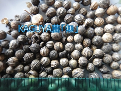 KAGUYA菌「無」のパクチーの種は全部で463粒
