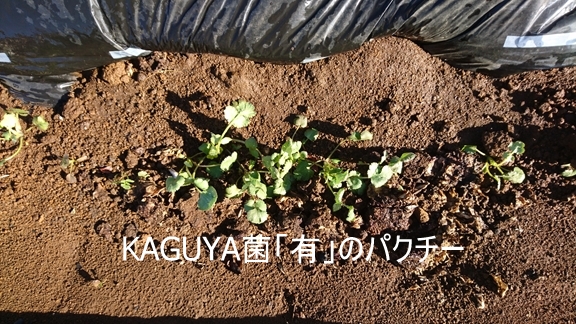 KAGUYA菌「有」のパクチー