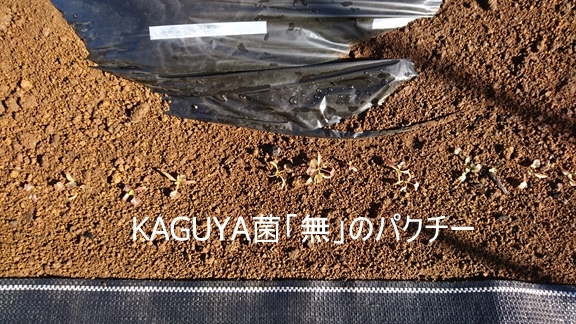 KAGUYA菌「無」のパクチー