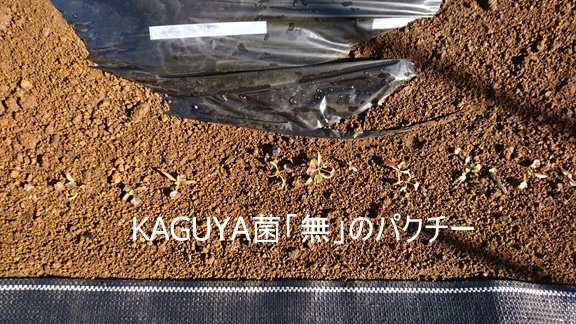 KAGUYAہuṽpN`[