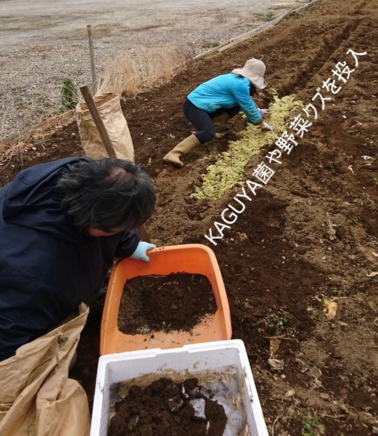 掘った溝にKAGUYA菌と野菜屑を投入