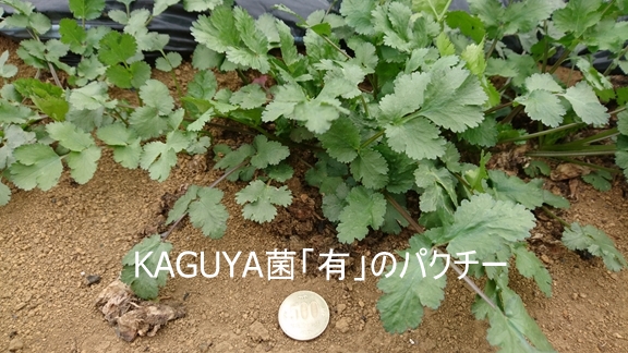 KAGUYA菌「有」のパクチー