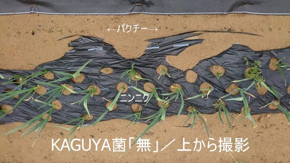 KAGUYAہuṽjjN