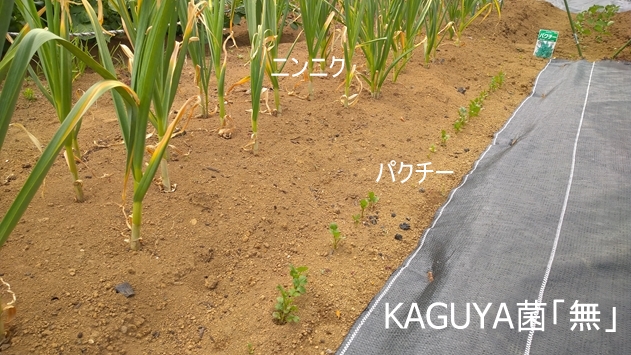 KAGUYA菌「無」のニンニクとパクチー