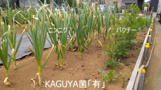 KAGUYA菌「有」のニンニクとパクチー