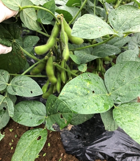 無農薬・無化学肥料で育った枝豆